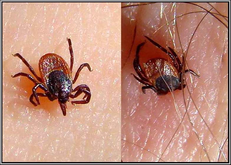 Čuvajte se krpelja!