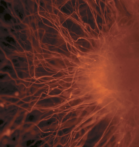 319px-Human_embryonic_stem_cells