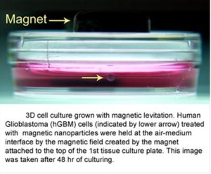 3D_Cell_Culturing_by_Magnetic_Levitation_Introduction_Picture