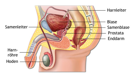 Prostata