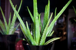 aloe-vera1