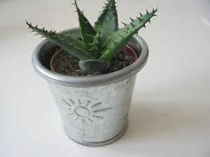aloe-vera3