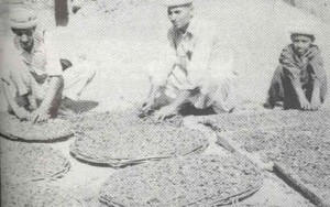 kostice_kajsije
