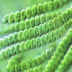 1185087_203136166524276_768838350_n