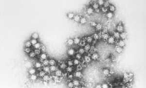 363574_koksaki--foto-en-wikipedia-org_f