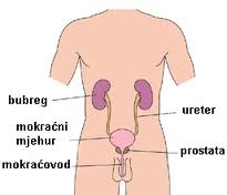 bubreg