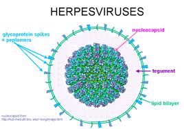 Herpes infekcije
