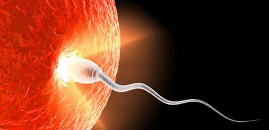 Masna hrana i neplodnost