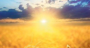 sunce-jesen-leto-zito-sumrak-vece-1362995370-280359