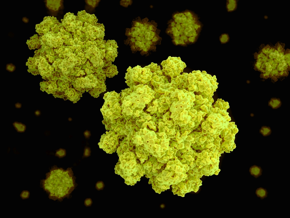 Origano pobeđuje norovirus?