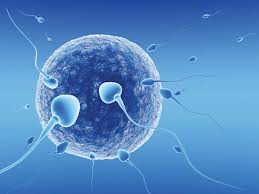 Spermatozoidi – 10 činjenica koje možda niste znali