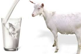 Kozije mleko najdelotvorniji prirodni lek