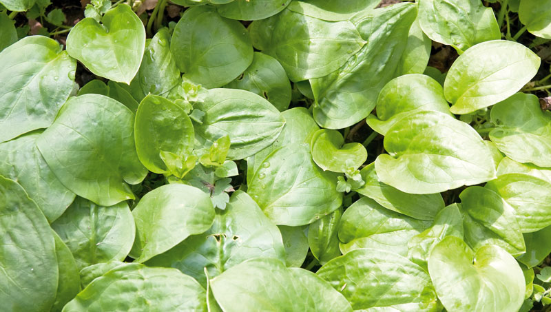 Kako lečiti gastritis na potpuno prirodan način