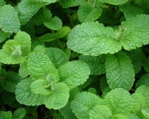 menta