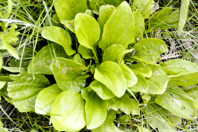 Bokvica i sve njene blagodeti