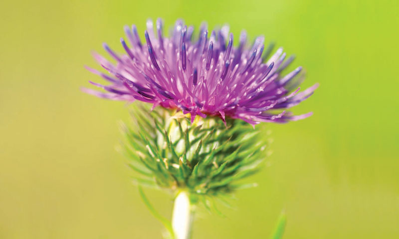 Neugledni koren koji čak niti ne gledamo, neverojatno je lekovit!