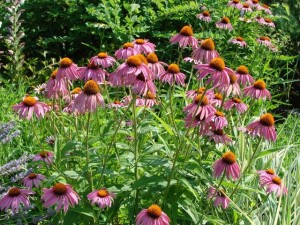 Ehinacea