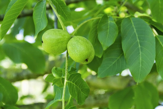 Prirodni recepti za bubuljice i akne