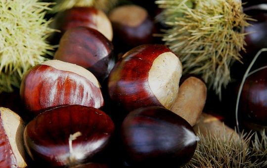 Plodovi pitomog kestena – izvor energije i zdravlja