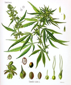 Cannabis_sativa_Koehler_drawing