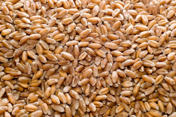 Recept za lečenje celog organizma