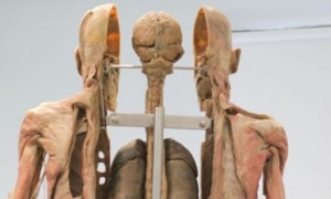 316010_ljudsko-telo--bangkokpost-com_f