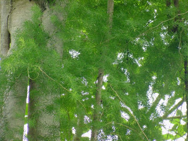 Biljka za jači libido i lakše začeće