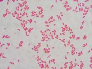coli
