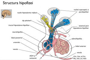 hipofiza-2