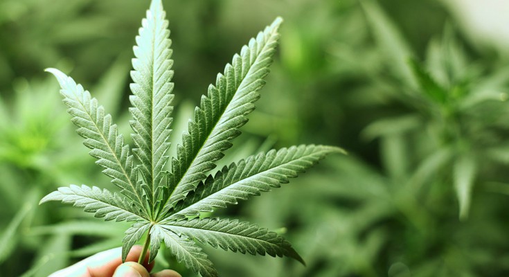 Evo kako kanabis ubija ćelije raka!