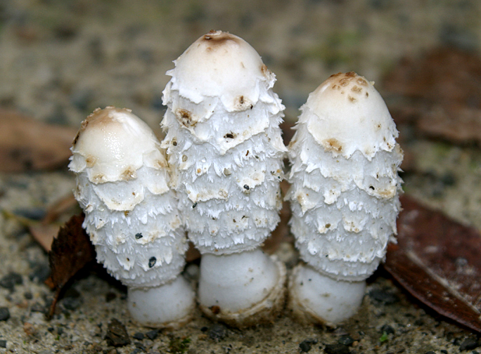Spas za dijabetičare- gljiva Coprinus Comatus