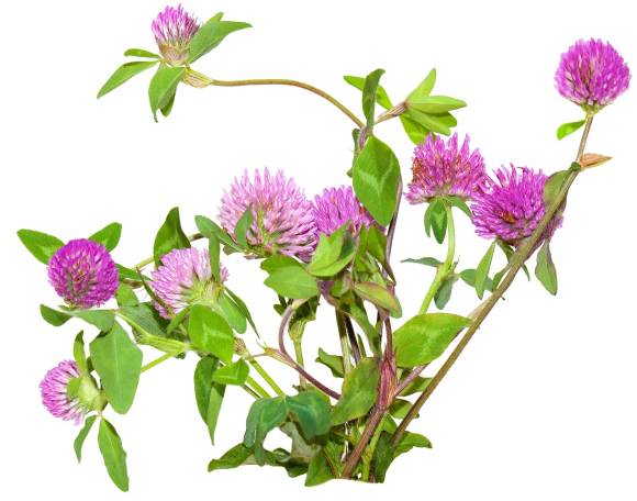Čaj za ublažavanje simptoma menopauze