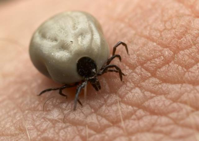 Krpelj izlazi SAM uz samo jedan sastojak!