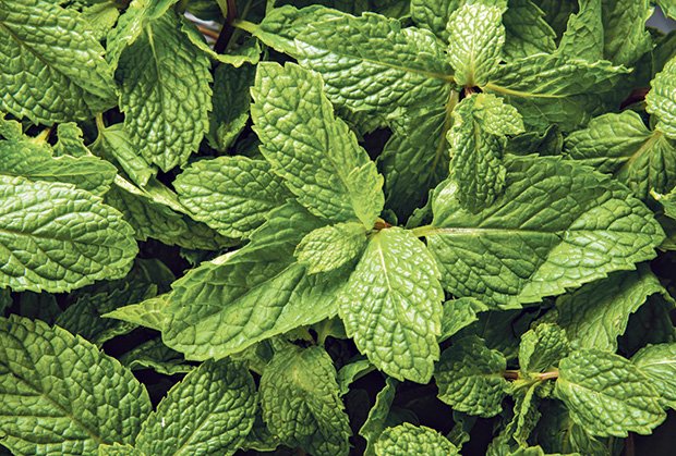 nana-menta-foto-shutterstock-1454329527-836055
