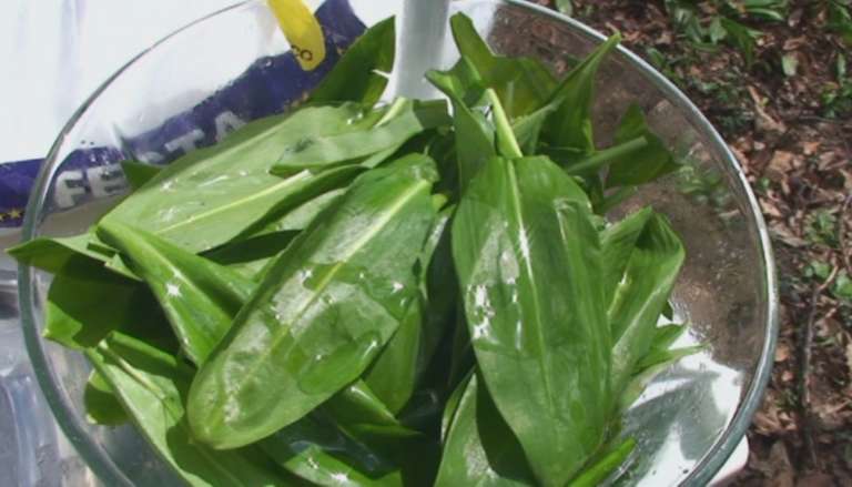 Zašto je sremuš moja omiljena lekovita biljka?