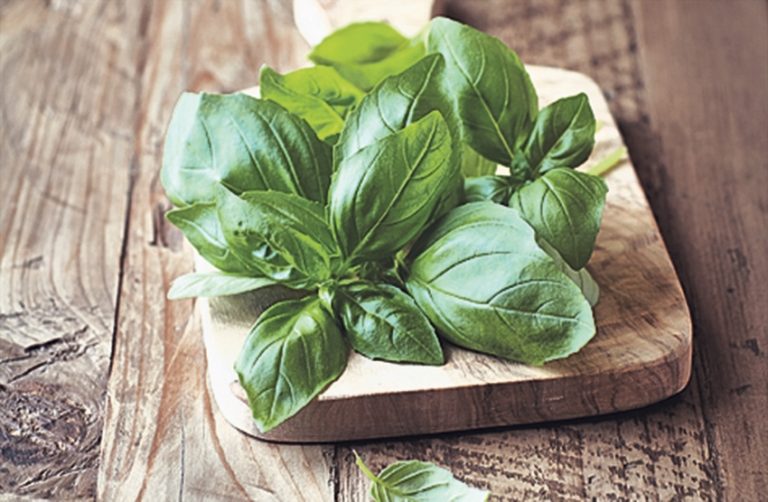 Magični bosiljak: Protiv kašlja, bubrežnih bolesti, glavobolje i depresivnih raspoloženja