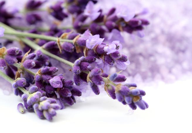 Lavanda Lavandula officinalis