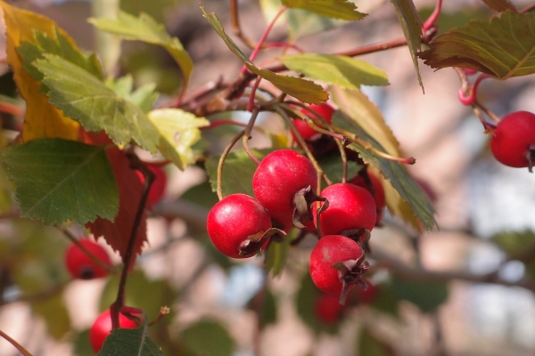 Tinktura koja reguliše pritisak…