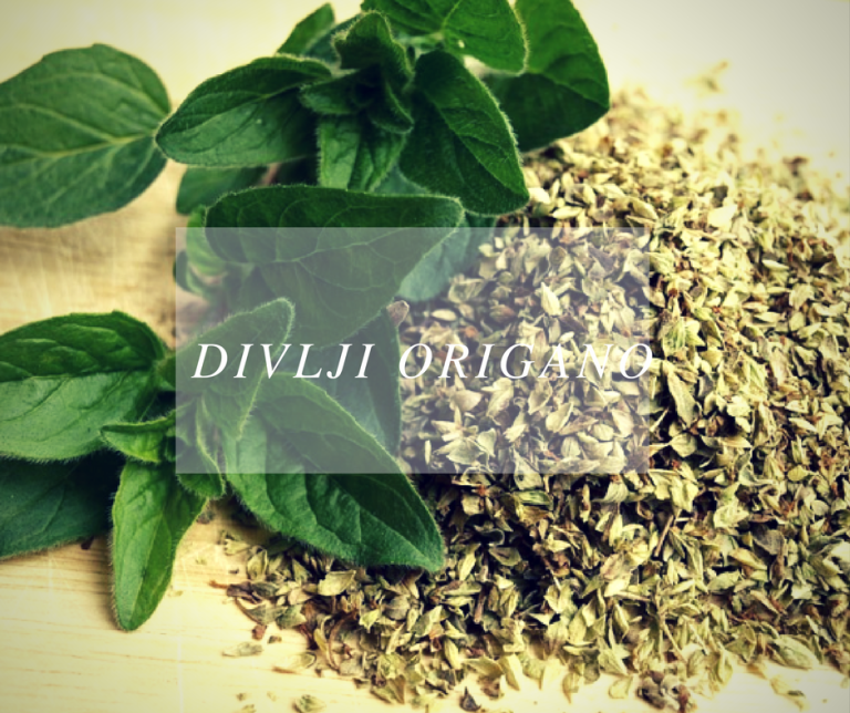 NAJMOĆNIJI PRIRODNI ANTIBIOTIK: Ulje divljeg origana koje LEČI SVE!
