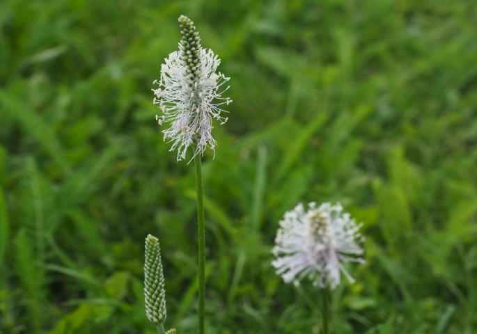 IMA JE SVUDA: Stavljate je na RANU, ali to nije jedino što ova biljka LEČI, njena primena je mnogo šira