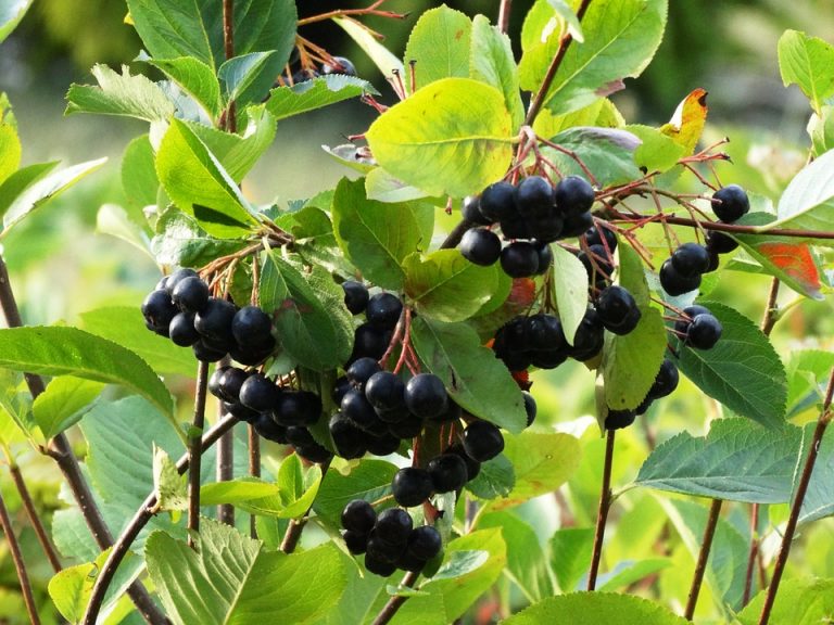 Čudotvorne bobice: Poboljšavaju krvnu sliku, sprečavaju nastanak zapaljenja, i to nije sve (+RECEPT)