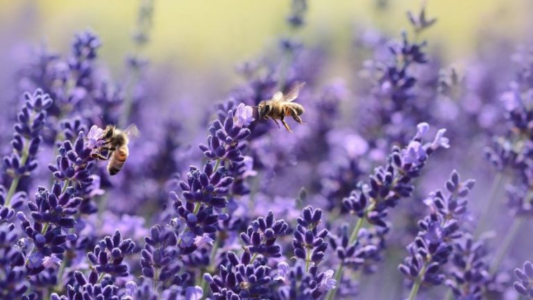 Lečenje aromaterapijom