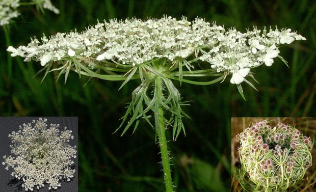 Zdravstvene prednosti ulja šargarepe