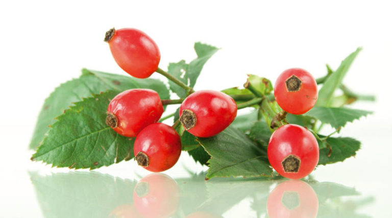 Koliko je velika lekovitost šipka