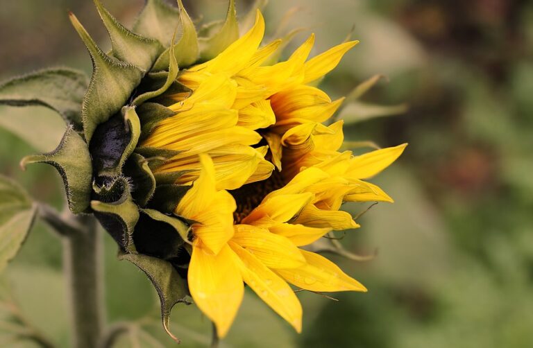 Koliko je vitamin F važan za naš organizam?